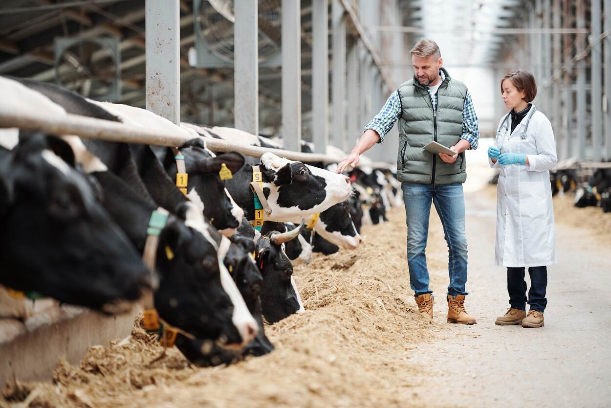 Zienswijze Gezondheid van productiedieren op de agenda